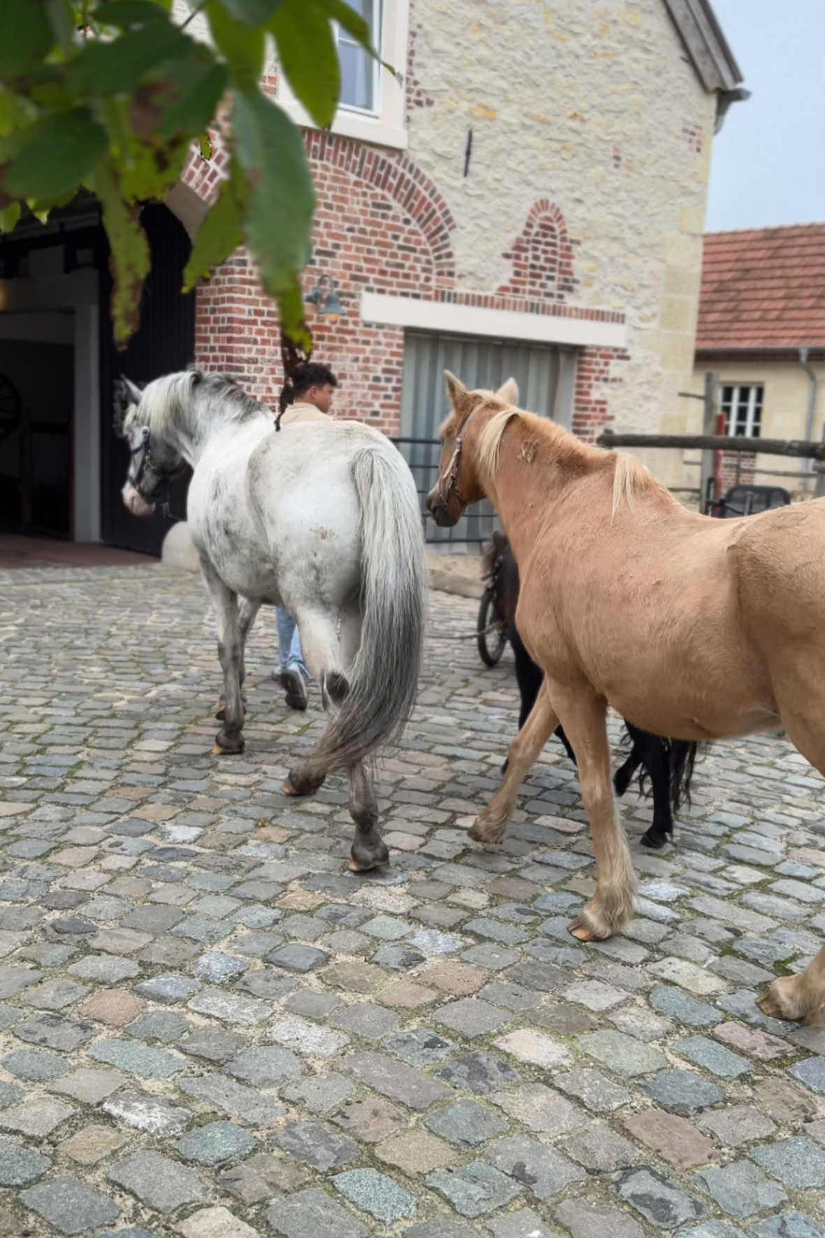 tiergestütztes Kinderhospiz – Gut Feismann