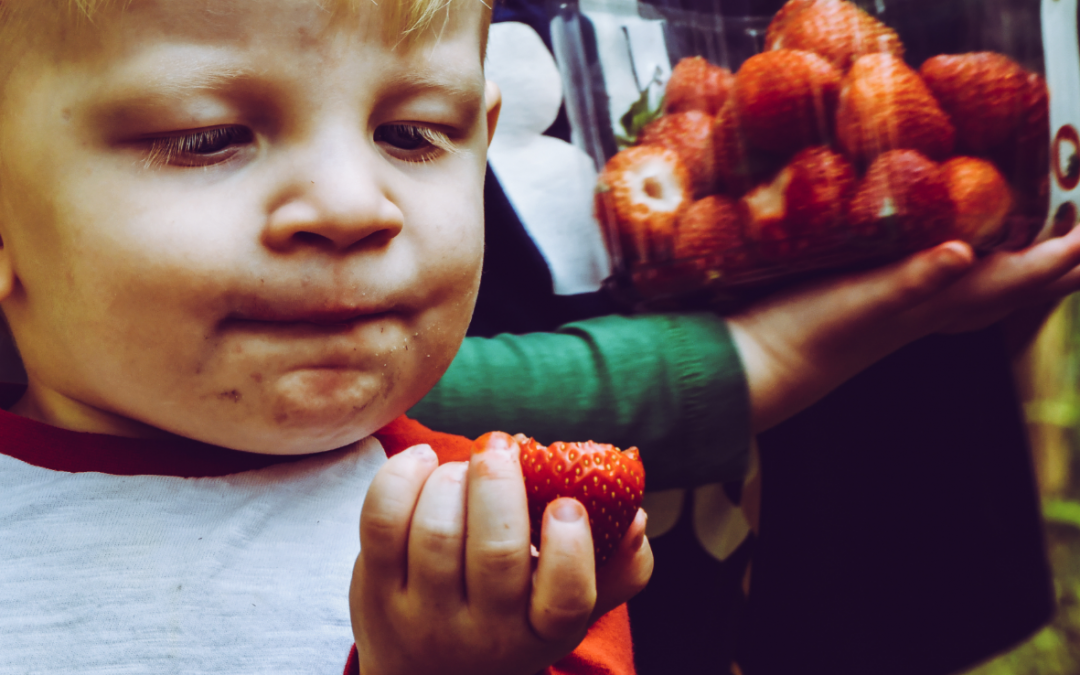 Pflückt euch den Sommer  Erdbeeren frisch vom Feld