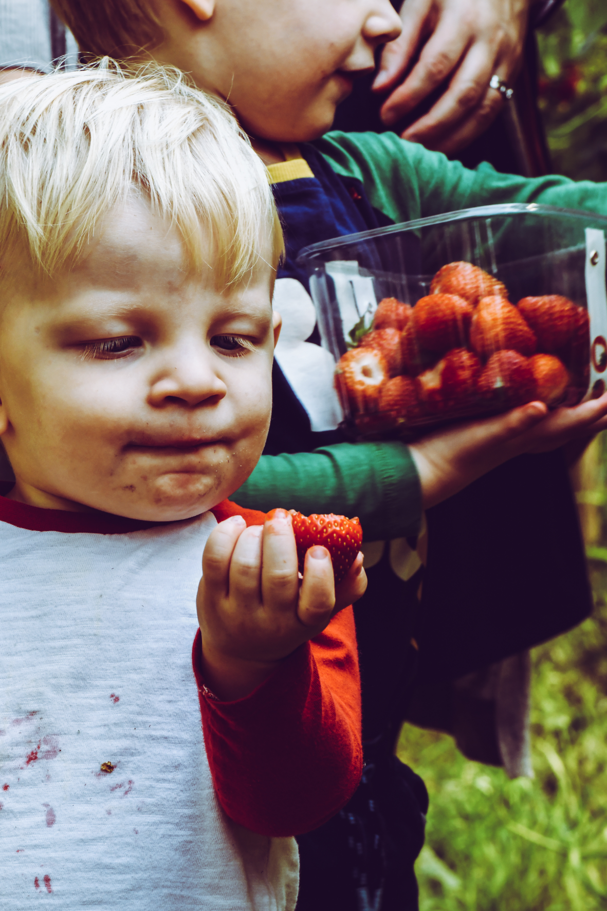 Pflückt euch den Sommer  Erdbeeren frisch vom Feld